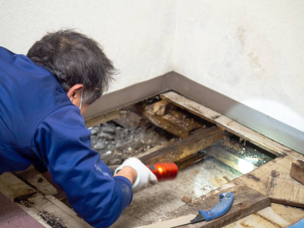 Best Local Mold Removal Service  in Red Bay, AL