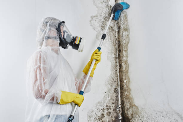 Best Crawl Space Mold Removal  in Red Bay, AL