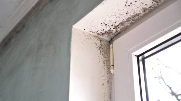 Best Mold Testing  in Red Bay, AL