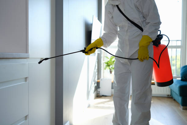 Attic Mold Removal in Red Bay, AL