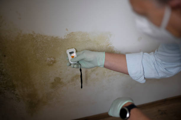 Best Affordable Mold Removal  in Red Bay, AL