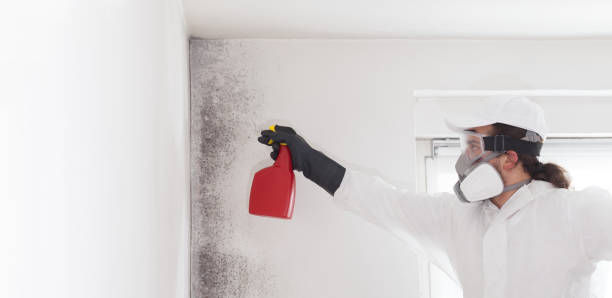 Professional Mold Removal in Red Bay, AL