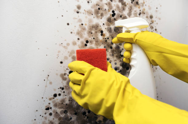 Best Water Damage Restoration  in Red Bay, AL