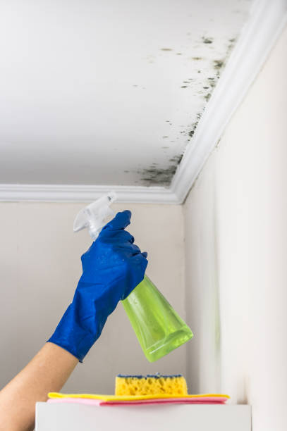 Home Mold Removal in Red Bay, AL